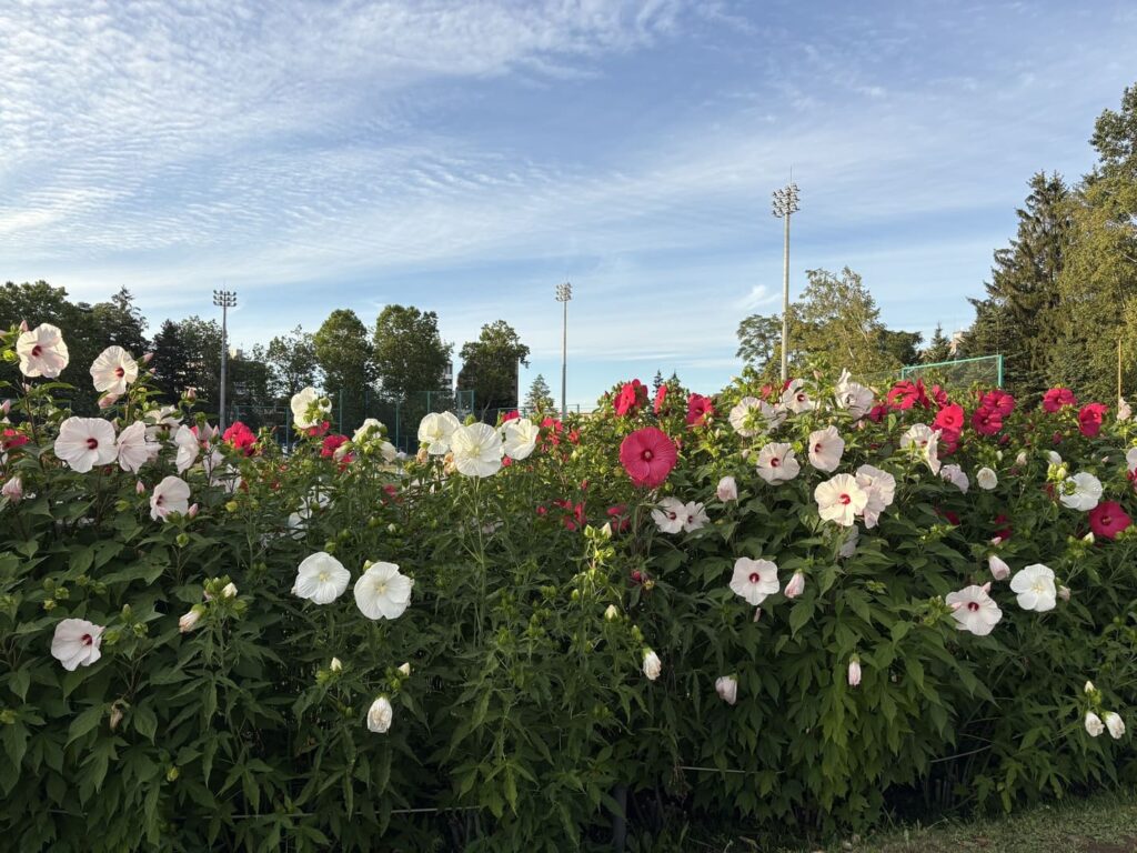 札幌の月寒公園